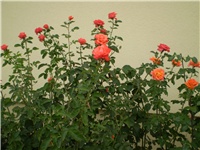 af263e36-Picture 2887.jpg